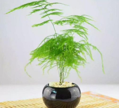 植物