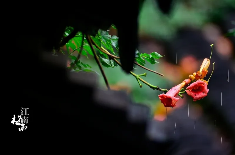 梅雨季节